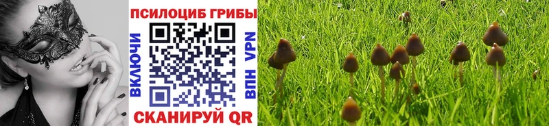 наркота  mega tor  Псилоцибиновые грибы мицелий  Волгоград 